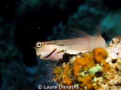 Red Sea combtooth blenny by Laura Dinraths 